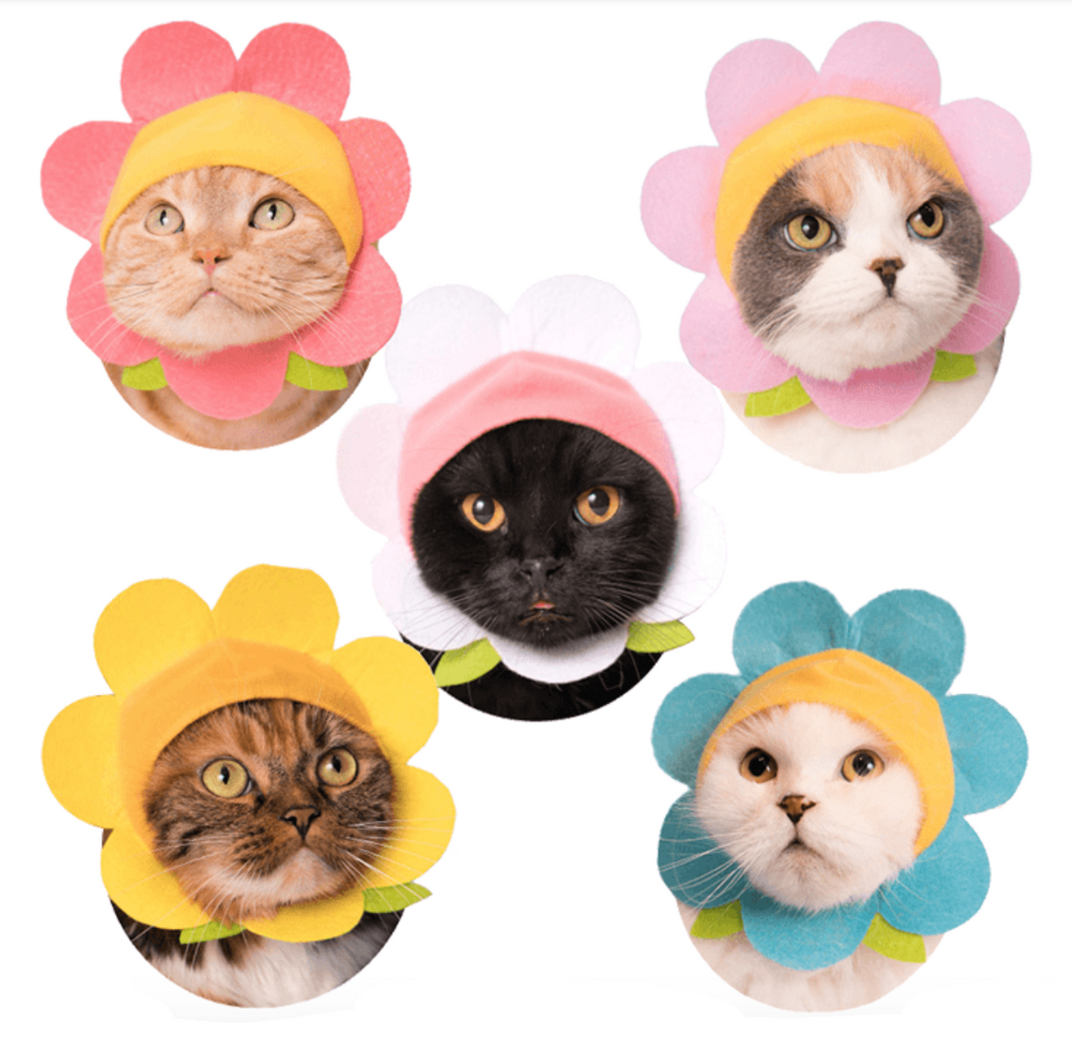 Flower Cat Hat Blind Box – Blim Vancouver