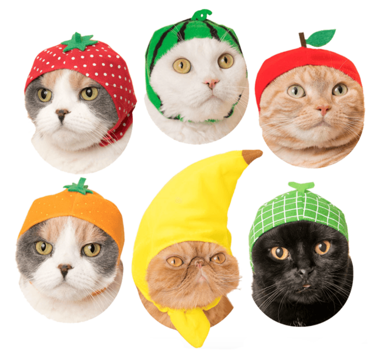 Cat Hat Fruit Series – Blim Vancouver