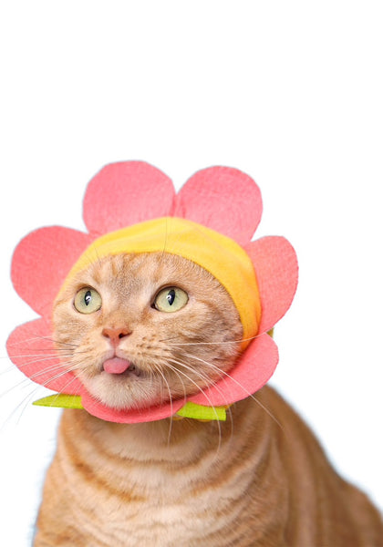 Flower Cat Hat Blind Box