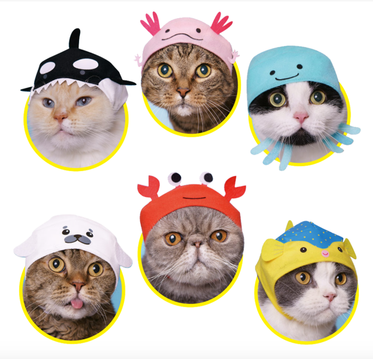 Cat Hat Aquatic Series